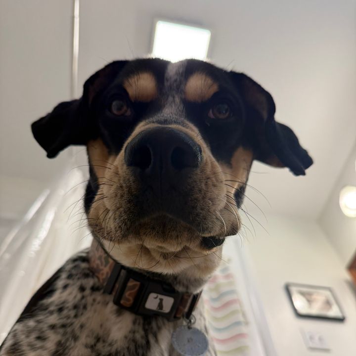 RiverTheHound