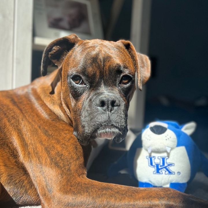 beartheboxer1