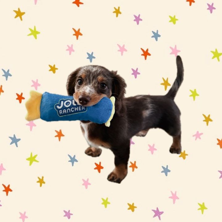 molly moo the mini