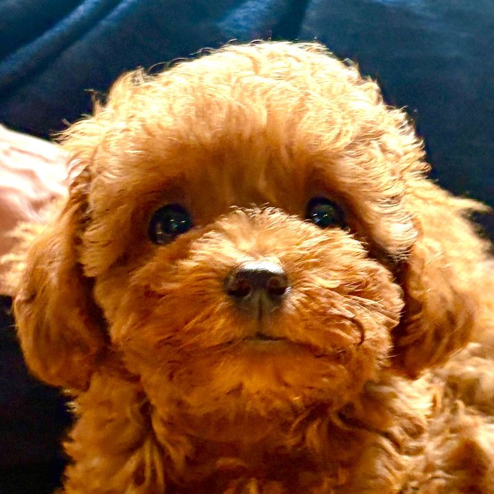 Ottothepoodletoy