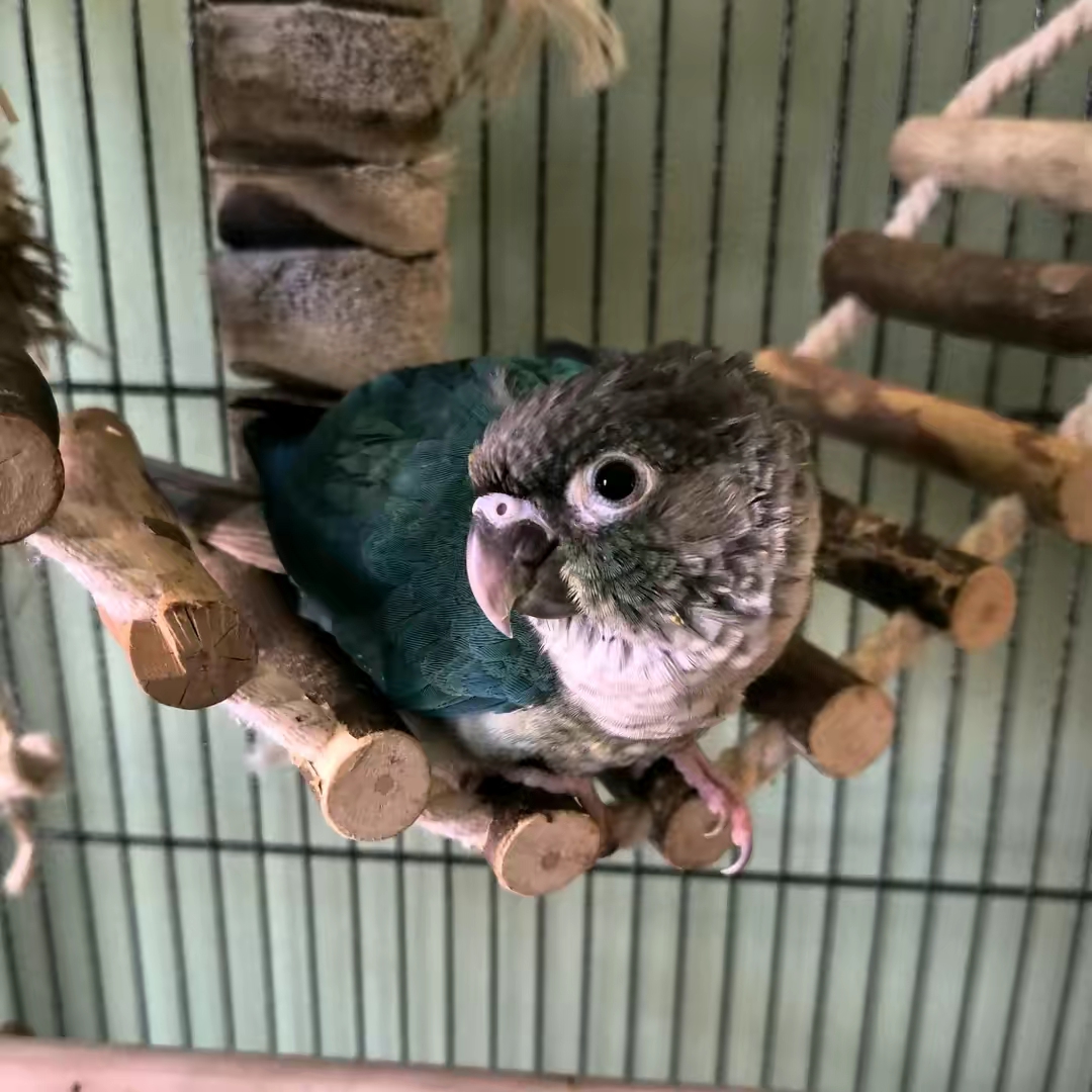 Roger's Flock 🦜