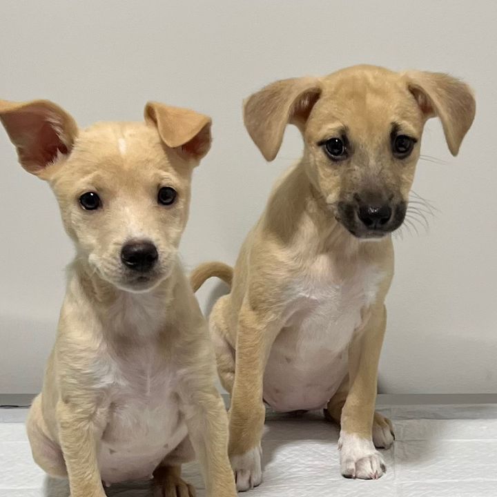 Aurora e Bela