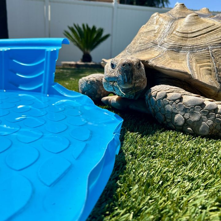 otis.the.rescue.tortoise