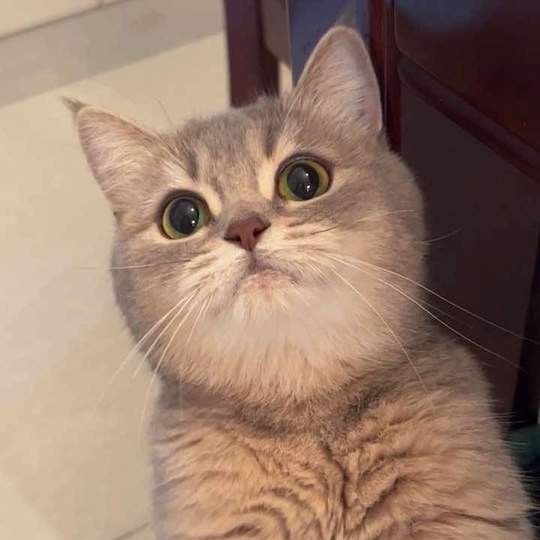食いしん坊なネコ