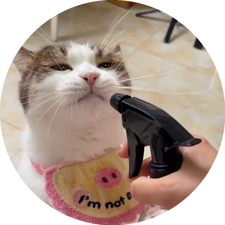 ほしちゃんは猫