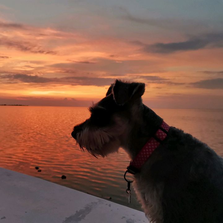Luna Lunera 🐶🌝