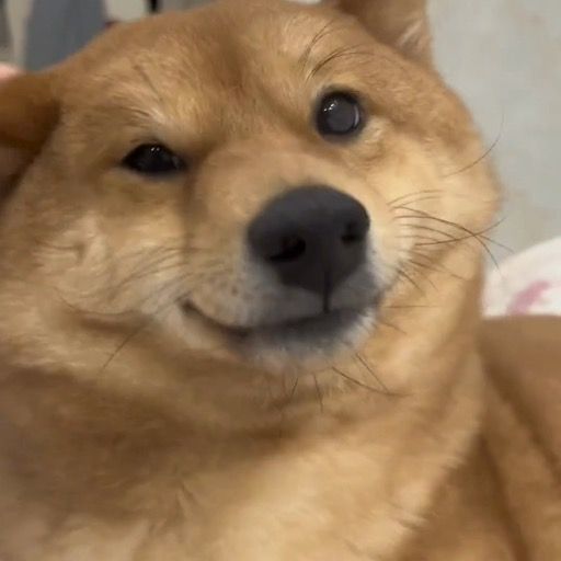 ゆううつキャベツ