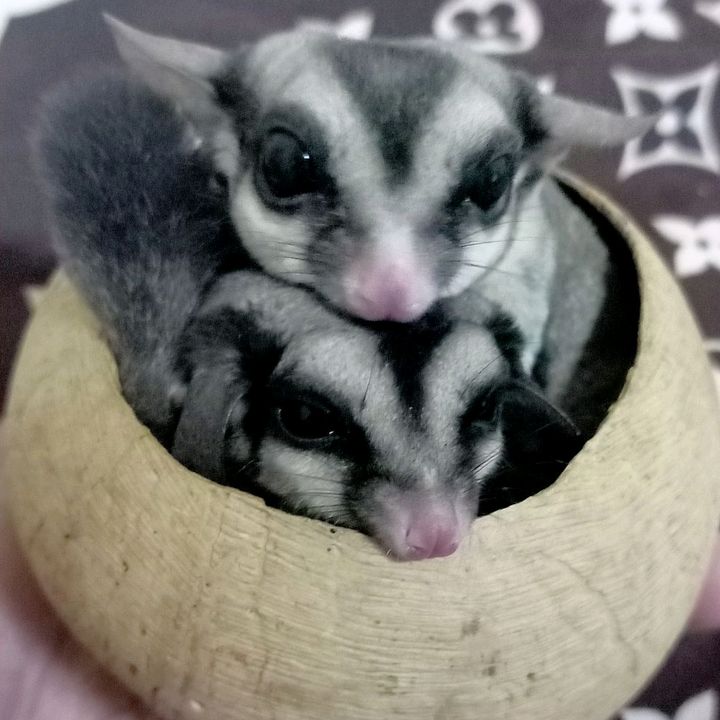 Max__77