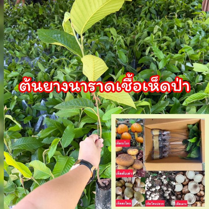 งานดีพันธุ์ไม้ป่าเศรษฐกิจv2