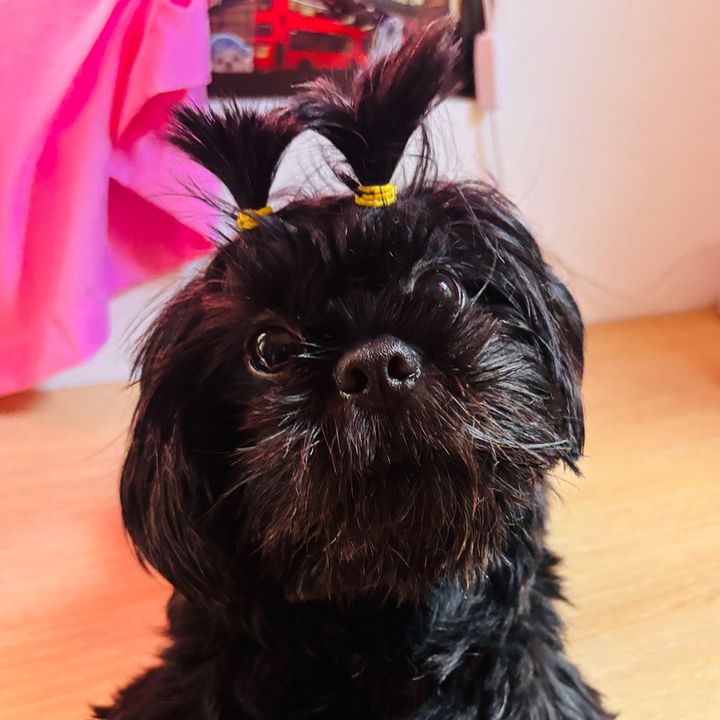 zoeypawdiary