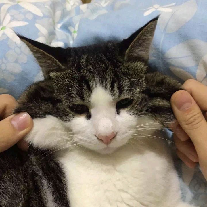 世界の可愛い犬猫まとめ