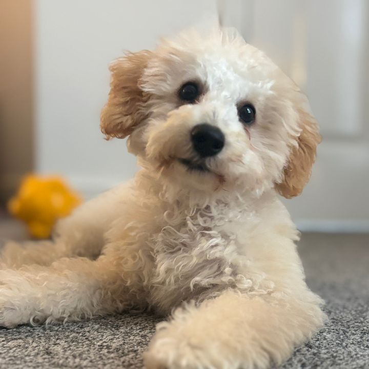 Minnie the maltipoo & Mummy 🐶