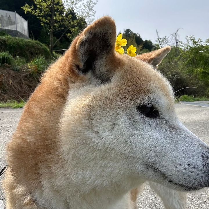 Hana