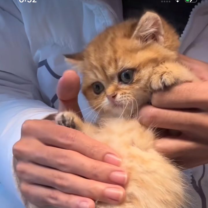 oridhug