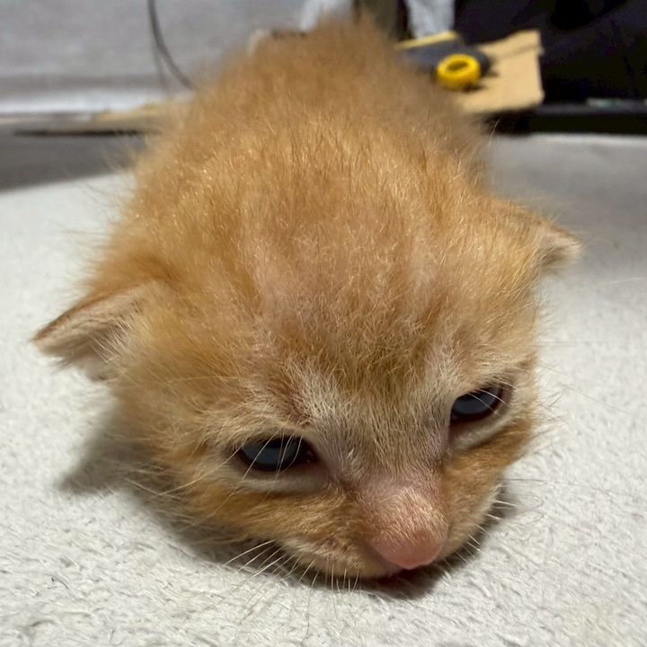 ぼく、てん助