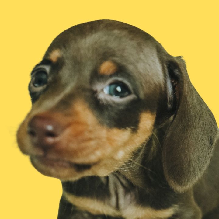 missoliviadoxie