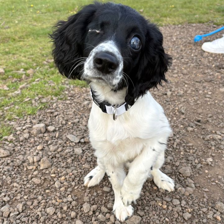 Nicola_HarryTheBlindSpaniel