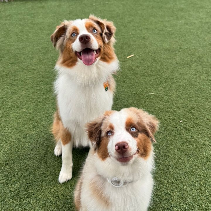 Onyx and Kaido