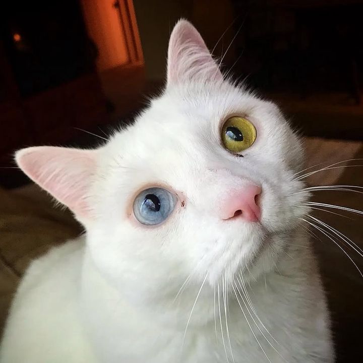 Odd-eyed Charlie