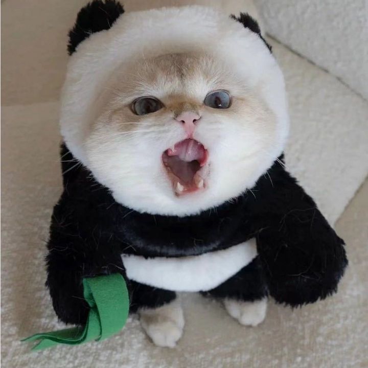 skepplefrancour830