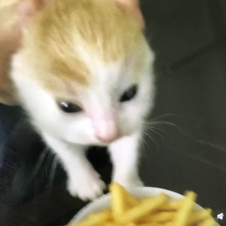 bfndoyni