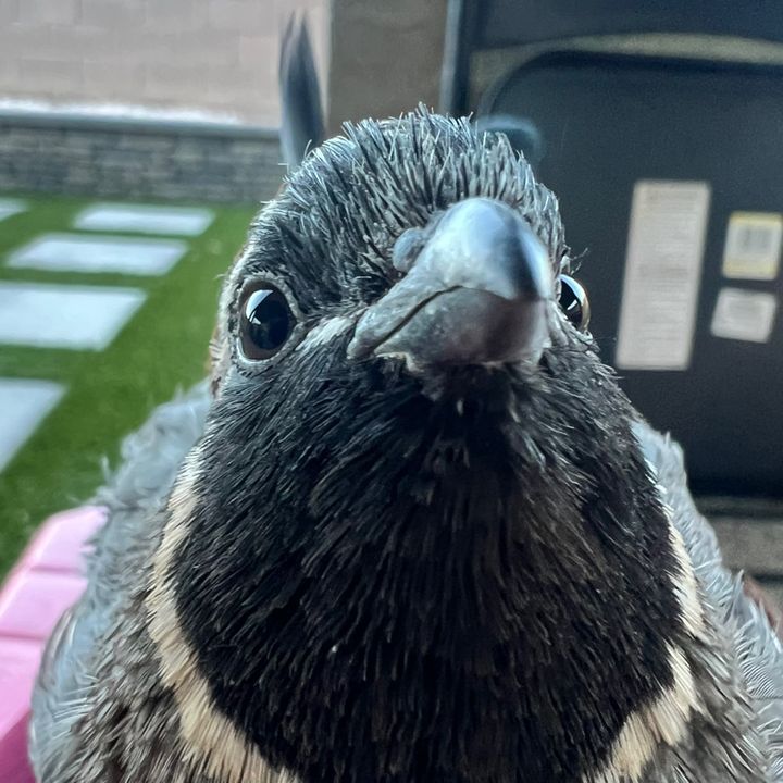 BIG PEEP