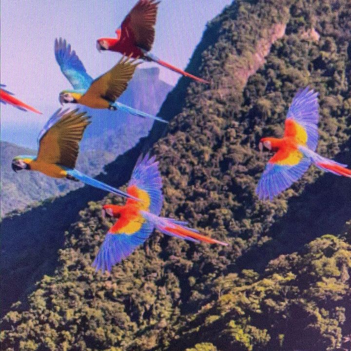 lorenekwong