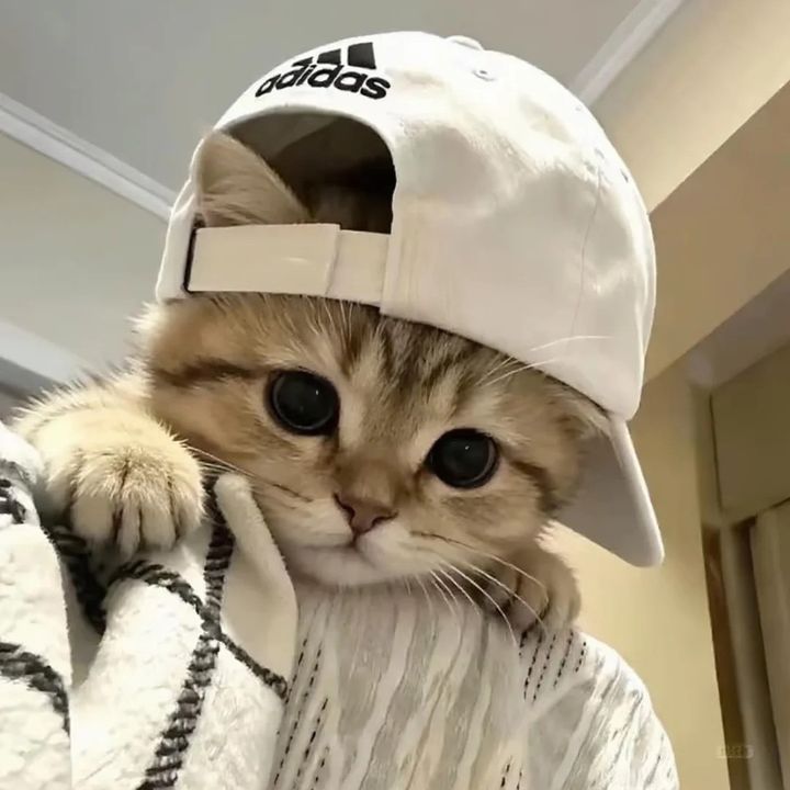 octavacfwj2