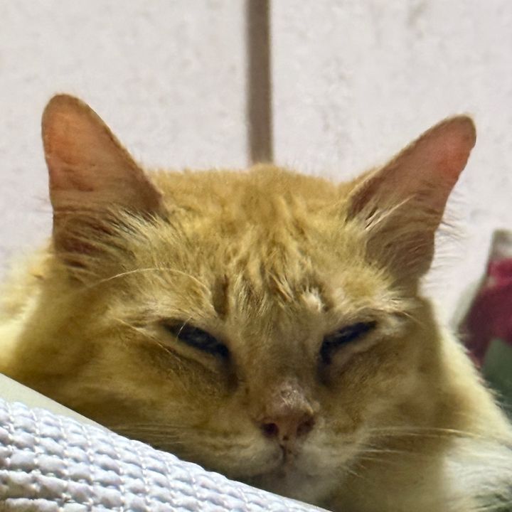ทาสรักแมวจ้ม🐈