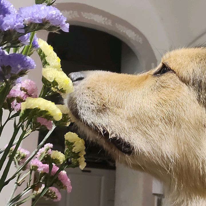 Leone🦁Il cane di Poggio