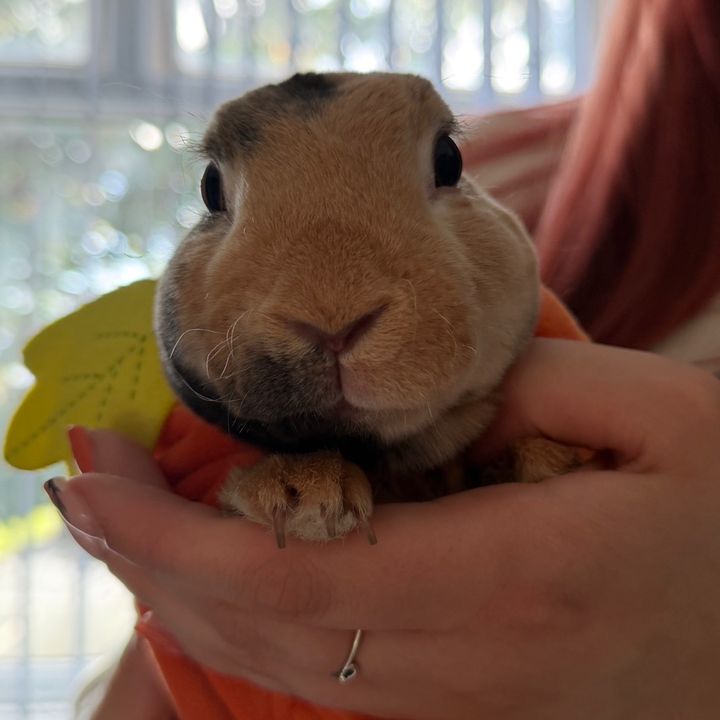Albi Saurus Rex