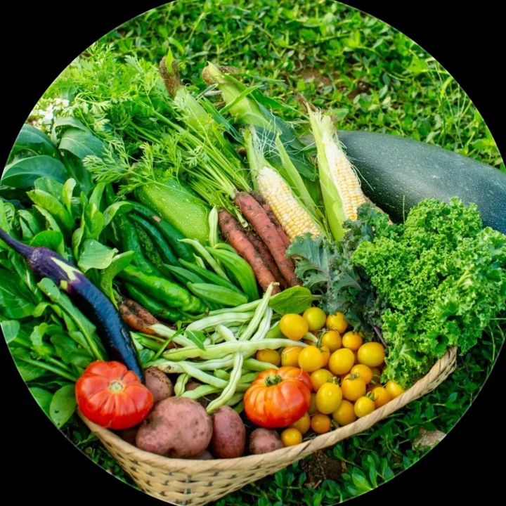 vanvleckbellany06