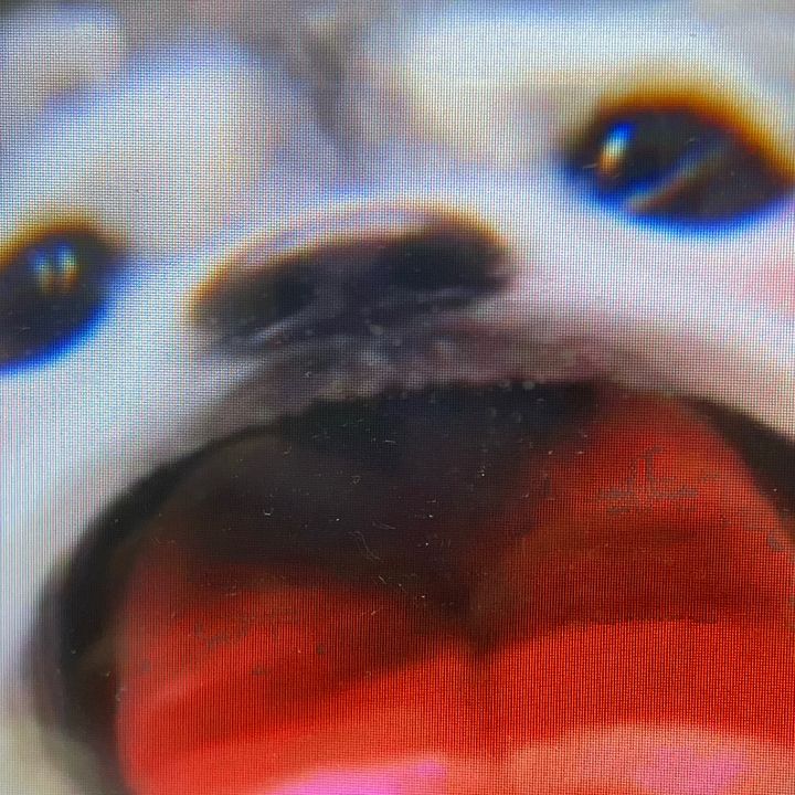 baileykong