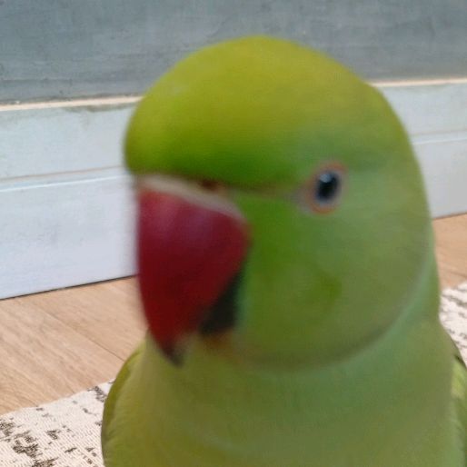 kiwi 🦜🦜🦜
