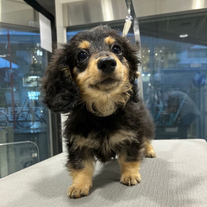 Titi 🐶
