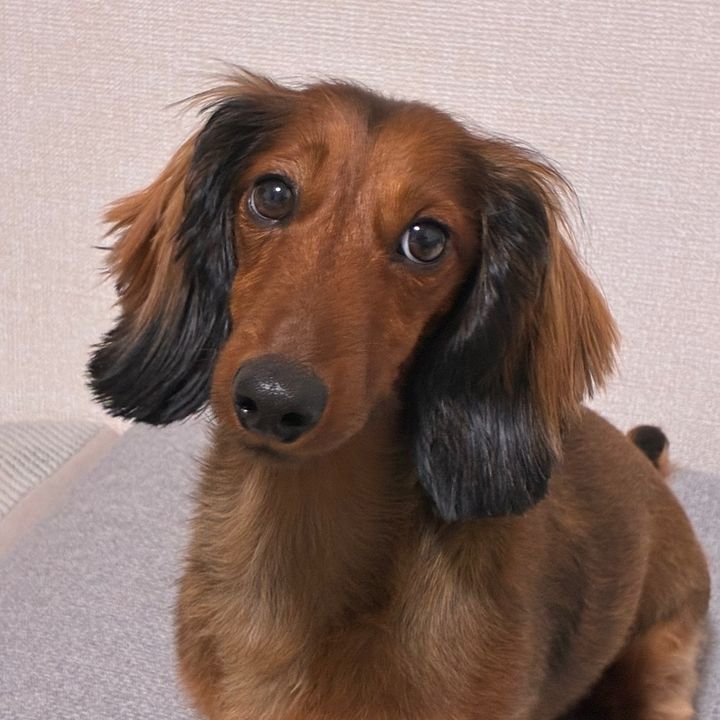 我が家のガビ
