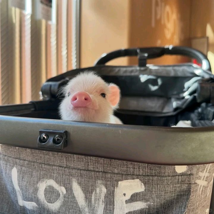 uyntrang33