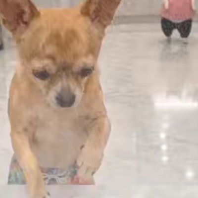 Funny videos