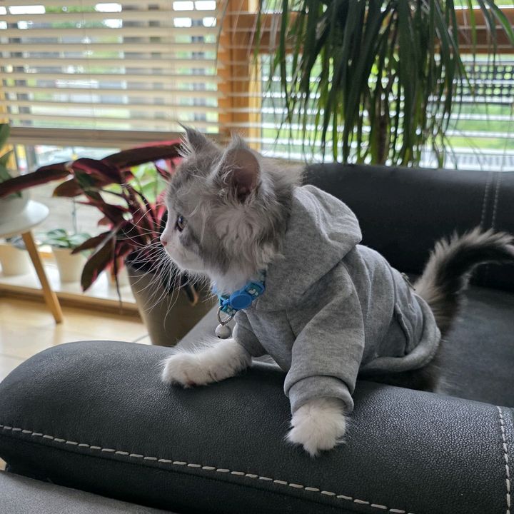 Hugo the Boss