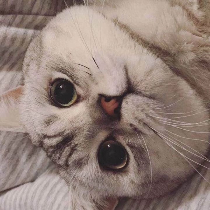 Paw vibe