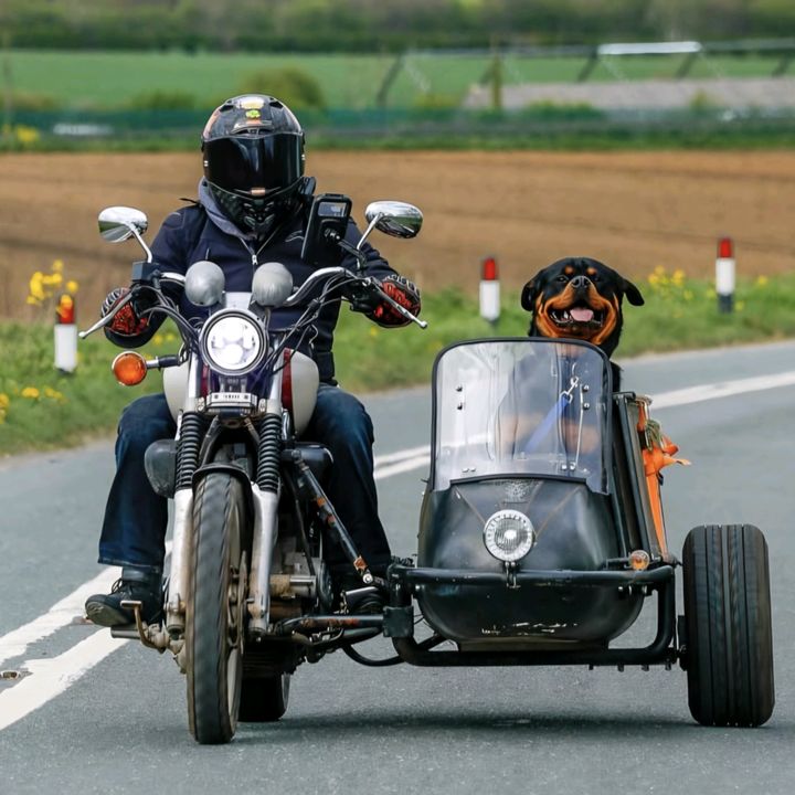 Balti sidecar rottweiler