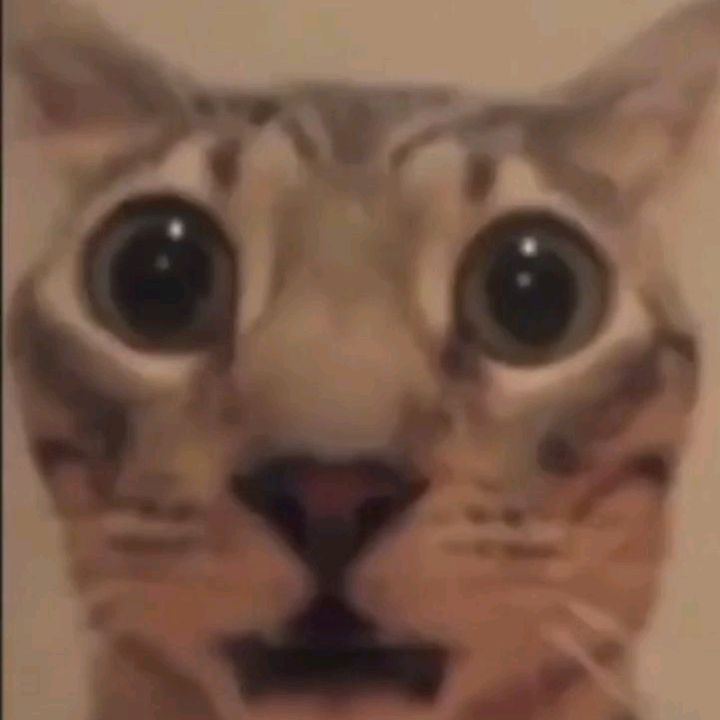 optimumprime