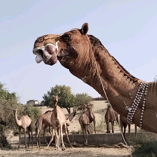 camels