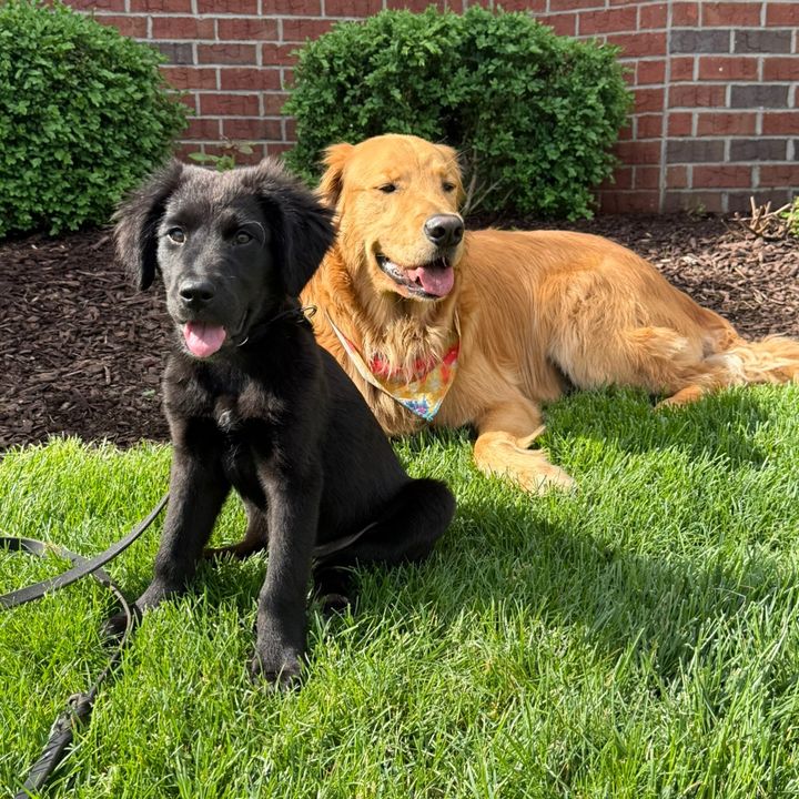 Laddie & Jessi | Dogs