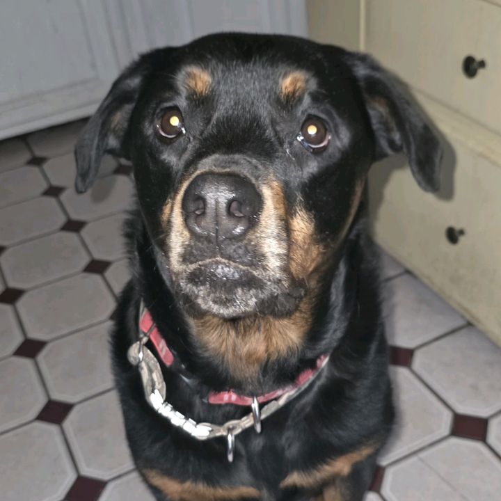 Nel the loveable rottie