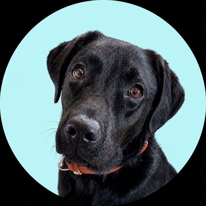 Stella BlackLab
