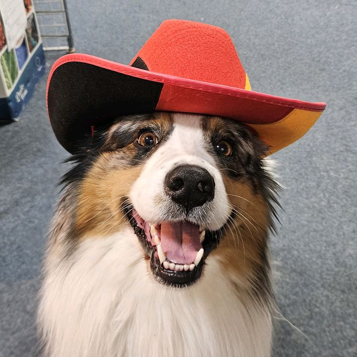 Oracle Dog Aiden