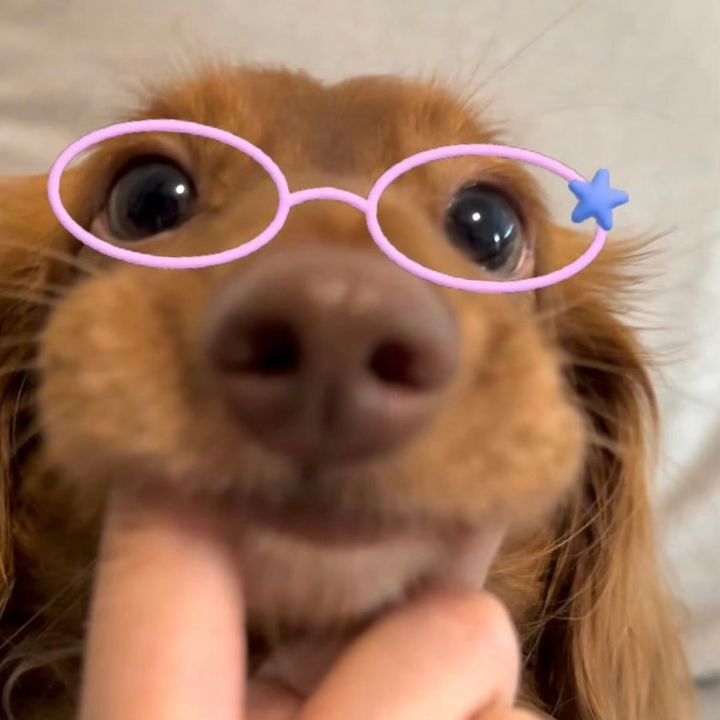 Donopetcutie