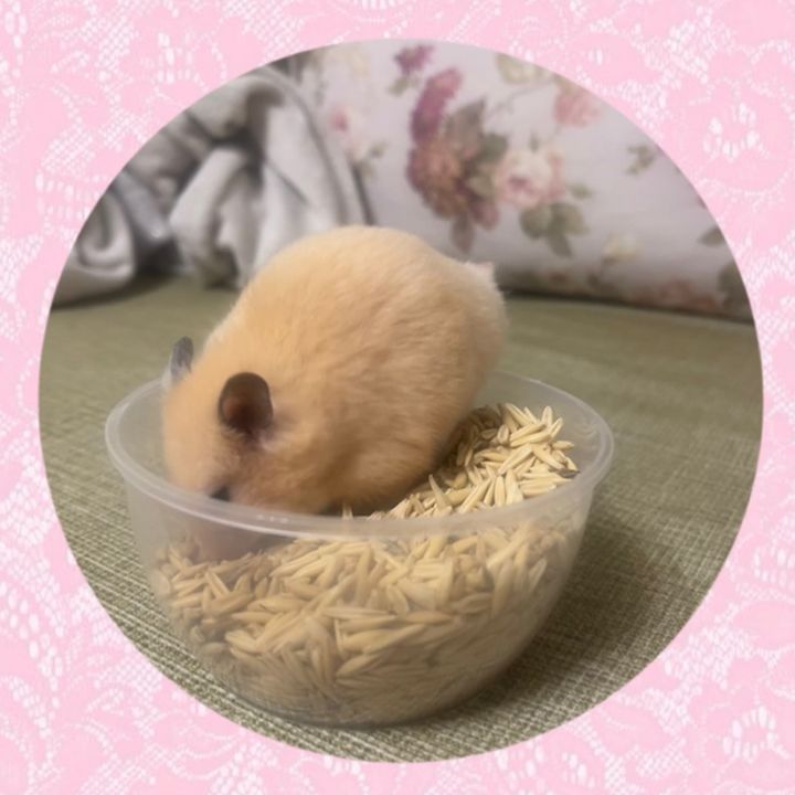 •хомяк сырник😉
