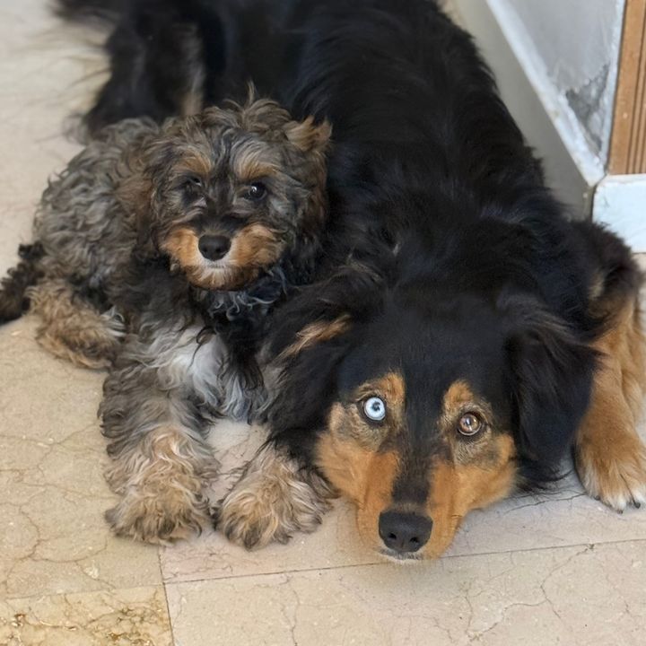 Blue & the Crew